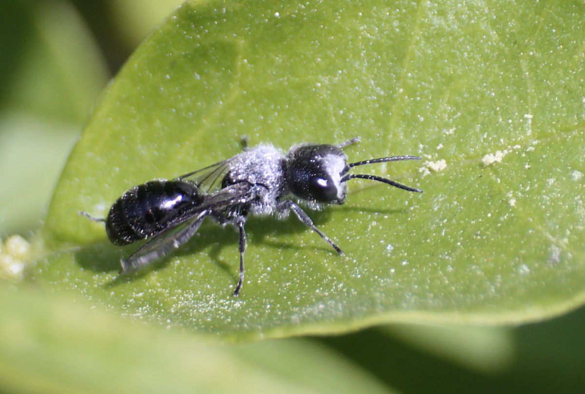 Pemphredon sp., Crabronidae